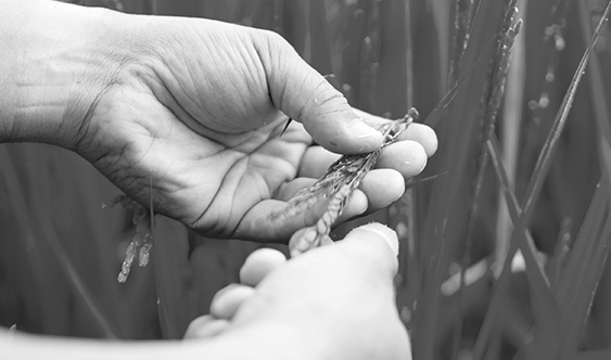 米 KOME/JAPANESE HERITAGE